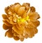 Orange peony flower with yellow stamens on an isolated white background with clipping path. Closeup no shadows. For design.