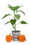 orange pepper plant pictures