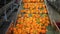 Orange peppers on a conveyor belt