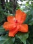 Orange Pereskia bleo Kunth blossom known as Rose Cactaceae or Wax Rose.