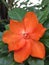 Orange Pereskia bleo Kunth blossom known as Rose Cactaceae or Wax Rose.