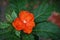 Orange pereskia flower with green leaves background