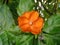 Orange Pereskia grandifolia or rose cactus flower with green leaves