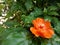 Orange Pereskia grandifolia or rose cactus flower with green leaves