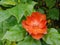 Orange Pereskia grandifolia or rose cactus flower with green leaves