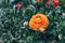 Orange Persian Buttercup or Asiatic buttercup flowers with green leaves in the garden