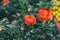 Orange Persian Buttercup or Asiatic buttercup flowers with green leaves in the garden