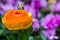 Orange Persian Buttercup Flower (Ranunculus asiaticus)