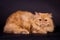 Orange persian cat