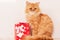 orange persian cat with red gift box