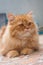 Orange Persian cats