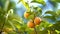 Orange persimmon fruits hang on branches among green leaves