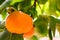 Orange persimmon in garden