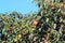 Orange persimmon and green leaves on tree branches in autumn.