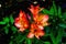 Orange Peruvian Lily Easter Island Chile