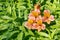 Orange Peruvian lily flowers with raindrops and copy space on left