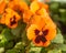 Orange petals flowers viola tricolor hortensis