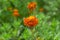 Orange petals of French Marigold with water droplets on green leaf, it is an annual flowering plant in Daisy family, native to