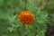 Orange petals of French Marigold wite water droplets on green leaf, it is an annaul flowering plant in Daisy family, native to