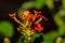 Orange Petals of a Single Lantana Flower