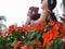 Orange Petunia Flower Blooming