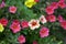 Orange petunia flowers