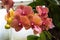 Orange phalaenopsis orchid