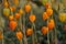 orange physalis closeup fall outdoor photo
