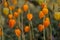 orange physalis closeup fall outdoor photo