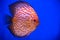 orange pigeon blood discus fish