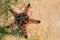 Orange pillow starfish on white sand in sea water. Shallow sea water during low tide.