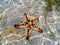 Orange pillow starfish on white sand of tropical sea in Sanur, Bali island, Indonesia.