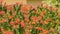 Orange Pinchusion protea in bloom