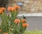 Orange Pinchusion protea in bloom