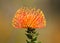 Orange Pincushion fynbos flower