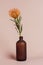 Orange pincushion protea in a bottle vase