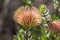 Orange Pincushion Protea flower