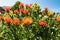 Orange Pincushion protea flower, needle protea