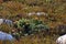 orange Pincushion Proteas and Fynbos in the Kogelberg Nature Reserve