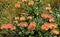 orange Pincushion Proteas and Fynbos in the Kogelberg Nature Reserve