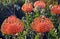 orange Pincushion Proteas and Fynbos in the Kogelberg Nature Reserve