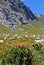 orange Pincushion Proteas and Fynbos in the Kogelberg Nature Reserve