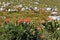 orange Pincushion Proteas and Fynbos in the Kogelberg Nature Reserve