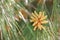 Orange pine flower on green needle-like leaves