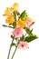 Orange and pink alstroemeria