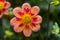 Orange Pink Collarette Dahlia Blooming Macro