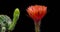 Orange-Pink Colorful Flower Timelapse of Blooming Cactus Opening