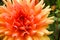 Orange pink dahlia ball fresh flower details macro photography with green out of focus background