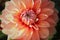 orange-pink dahlia bud in raindrops and sunbeams against the background of the greenery of the summer garden