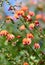 Orange and pink flowers of the Australian native Heart Leaf Flame Pea, Chorizema cordatum, family Fabaceae